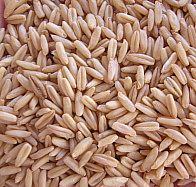 avena