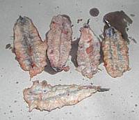 acciughe