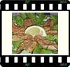 acciughe fritte