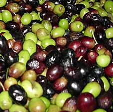 Ragalna, sagra dell'olio d'oliva