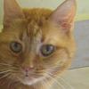 Minou