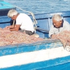 DAL MARE. Suddivisione del mondo ittico