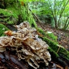 DAL BOSCO. I FUNGHI - Conoscerli