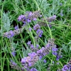 Erbe aromatiche: LAVANDA - come utilizzarla