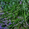 Erbe aromatiche. LAVANDA - Storia e curiosità