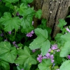 DAL BOSCO. MALVA: come utilizzarla