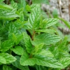 Erbe aromatiche. MENTA - aspetti botanici