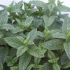 Erbe aromatiche. MENTA - come utilizzarla