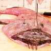 DAL MARE. La rana pescatrice o coda di rospo