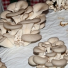 DAL BOSCO. I FUNGHI - La coltivazione