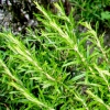 Erbe aromatiche. ROSMARINO - aspetti botanici