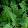 Erbe aromatiche. SALVIA - come utilizzarla