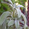 Erbe aromatiche: SALVIA - aspetti botanici