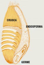 La farina. Gradi di raffinazione del grano tenero