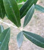 La pianta di olivo