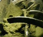 La produzione dell’olio extravergine: frangitori a martelli 