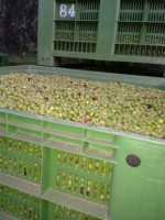 La produzione dell’olio extravergine: al frantoio