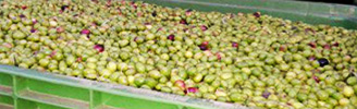 olive-produzione