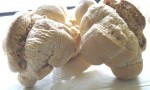 Le farine in panificazione: farro