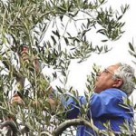 La potatura degli olivi