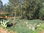 La produzione dell’olio extravergine: la raccolta