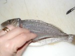DAL MARE. Sfilettare il pesce