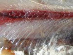 DAL MARE. Pericolo anisakis.