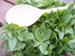 Erbe aromatiche. BASILICO – la coltivazione