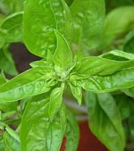 Erbe aromatiche: BASILICO – come utilizzarlo