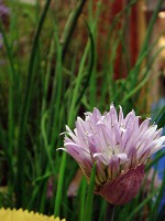 Erbe aromatiche. ERBA CIPOLLINA – la coltivazione