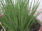 Erbe aromatiche. ERBA CIPOLLINA – storia e curiosità