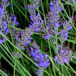 Erbe aromatiche. LAVANDA – aspetti botanici