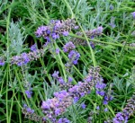 Erbe aromatiche: LAVANDA – come utilizzarla