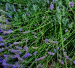 Erbe aromatiche. LAVANDA – Storia e curiosità