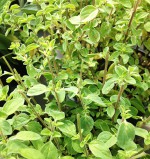 Erbe aromatiche. MAGGIORANA – storia e curiosità