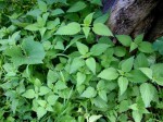 DAL BOSCO. ORTICA – come utilizzarla