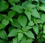 DAL BOSCO. ORTICA – aspetti botanici