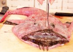 DAL MARE. La rana pescatrice o coda di rospo