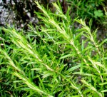 Erbe aromatiche. ROSMARINO – aspetti botanici