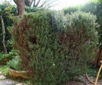 Erbe aromatiche. ROSMARINO – la coltivazione