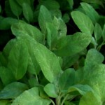 Erbe aromatiche. SALVIA – come utilizzarla