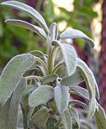 Erbe aromatiche: SALVIA – aspetti botanici