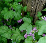 DAL BOSCO. MALVA: come utilizzarla