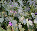 DAL BOSCO. MALVA – aspetti botanici