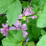 DAL BOSCO. MALVA – storia e curiosità