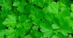Erbe aromatiche: PREZZEMOLO – come utilizzarlo