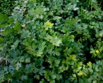 Erbe aromatiche. PREZZEMOLO – aspetti botanici