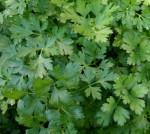 Erbe aromatiche. PREZZEMOLO – storia e curiosità