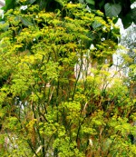 Erbe aromatiche. FINOCCHIETTO – storia e curiosità