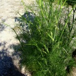 Erbe aromatiche. FINOCCHIETTO – aspetti botanici